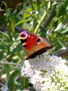 Bild "Meine Angebote:Schmetterling.jpg"